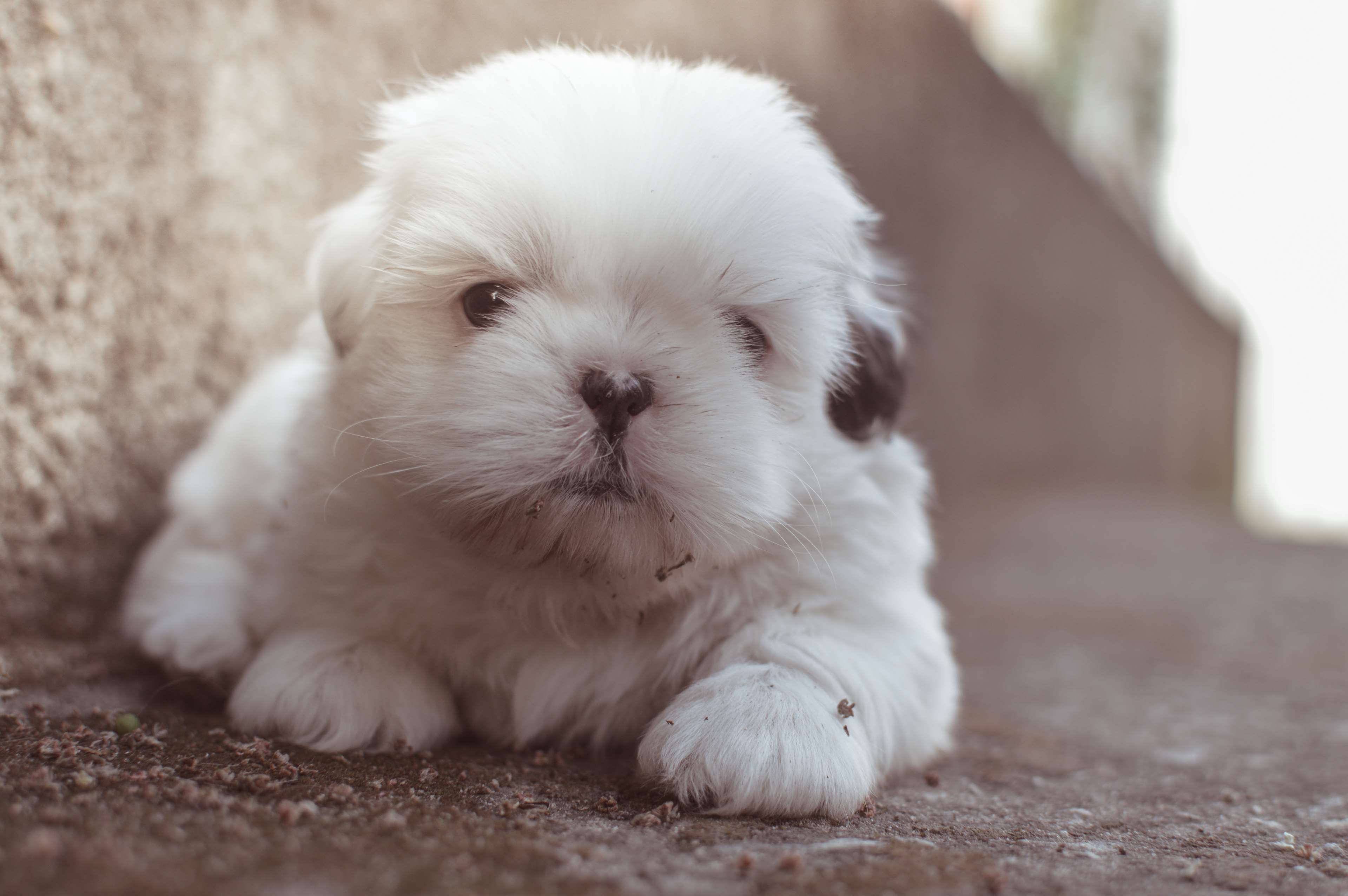 An adorable white Shih Tzu puppy lies on the ground, its face covered in a bit of dirt, suggesting recent playful activity