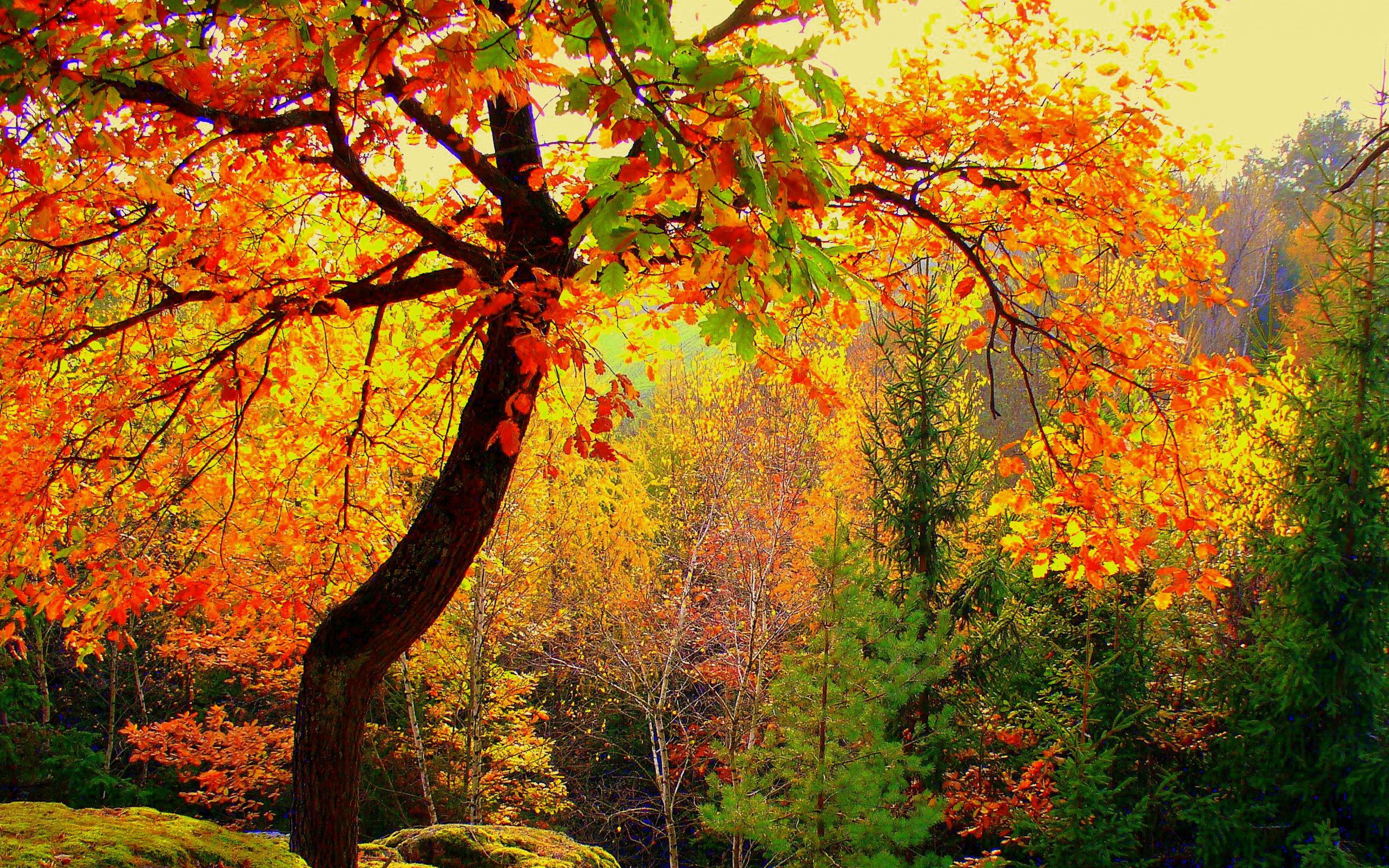 Autumn Forest Trees Landscape Wallpaper Background Ultra HD 4k