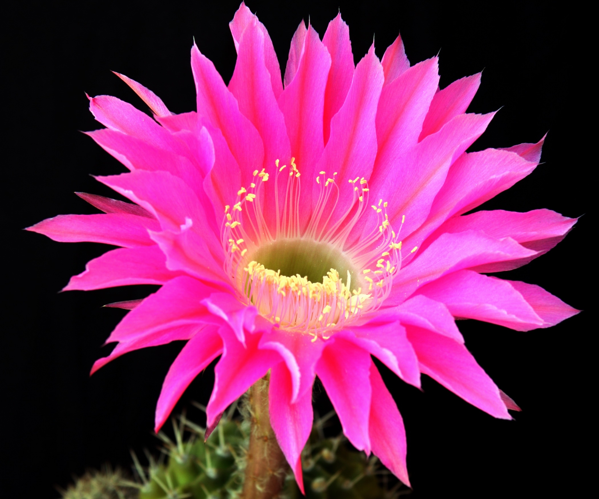 Wallpaper Cactus Flower Blossomed Background HD