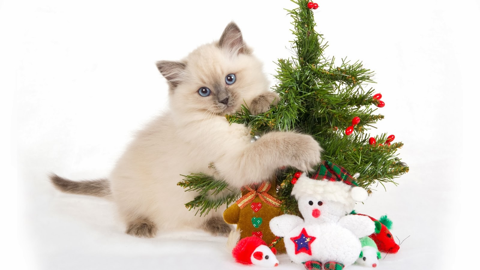 Cute Cats Christmas HD Wallpapers   HD Wallpapers Blog 1600x900