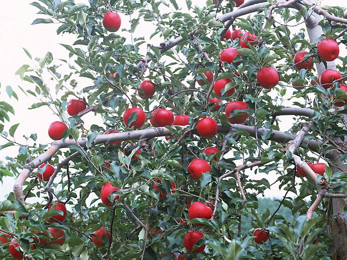 Apples Abundant Harvest Of Fruit On Tree Apple