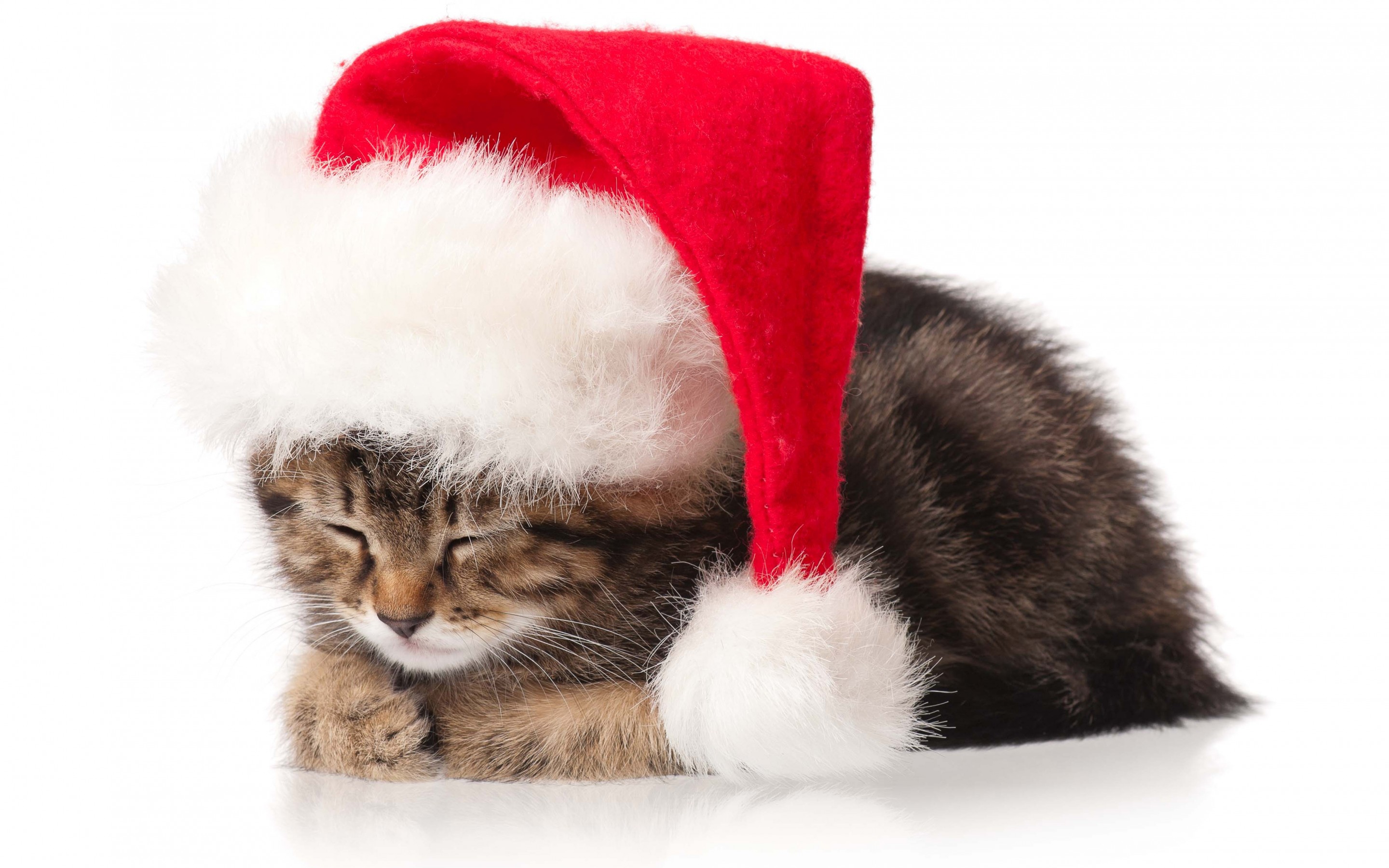 Cat Kitten Christmas Holidays New Year Wallpaper By Ladygaga