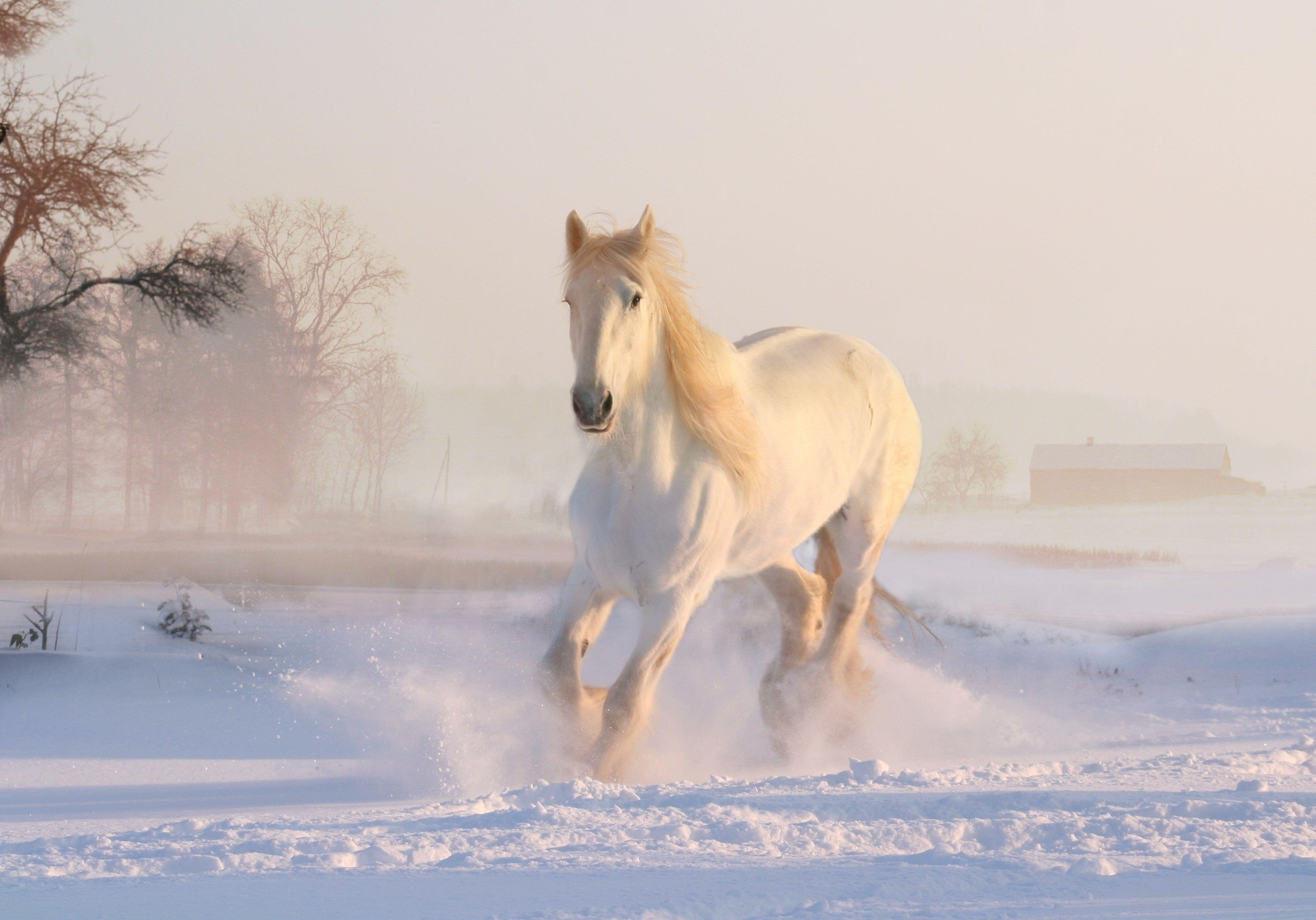 4K Running Horse Snow Winter White horse 4K wallpaper