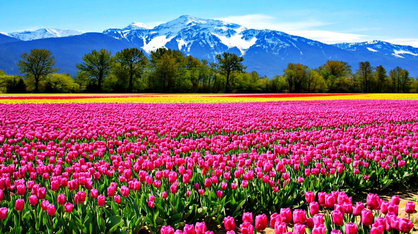 Gallery For Gt Field Of Pink Flowers Wallpaper