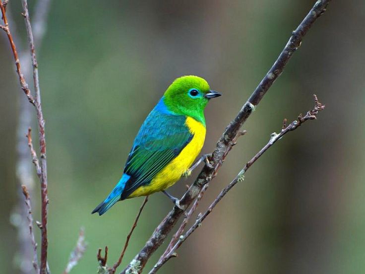 beautiful birds   Bing Images bing images Pinterest