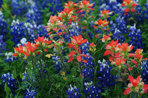Wildflowers Texas Blue Bons Indian Paintbrushes A Photo On