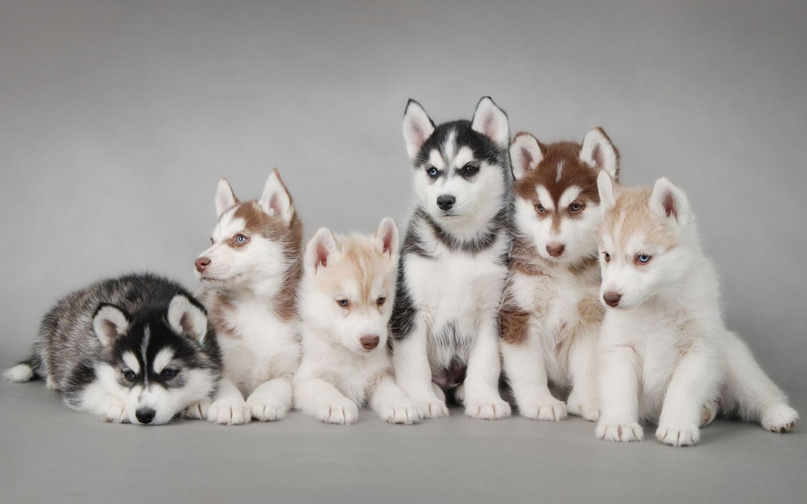 Siberian Husky Puppies HD Desktop Wallpaper