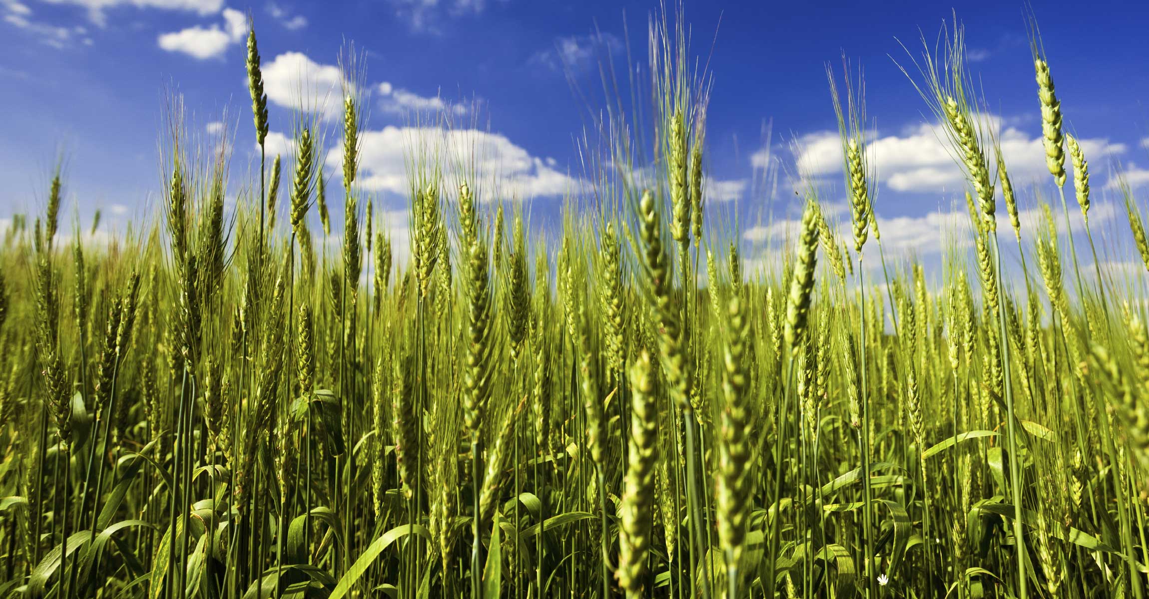 Crop Background Trendintech
