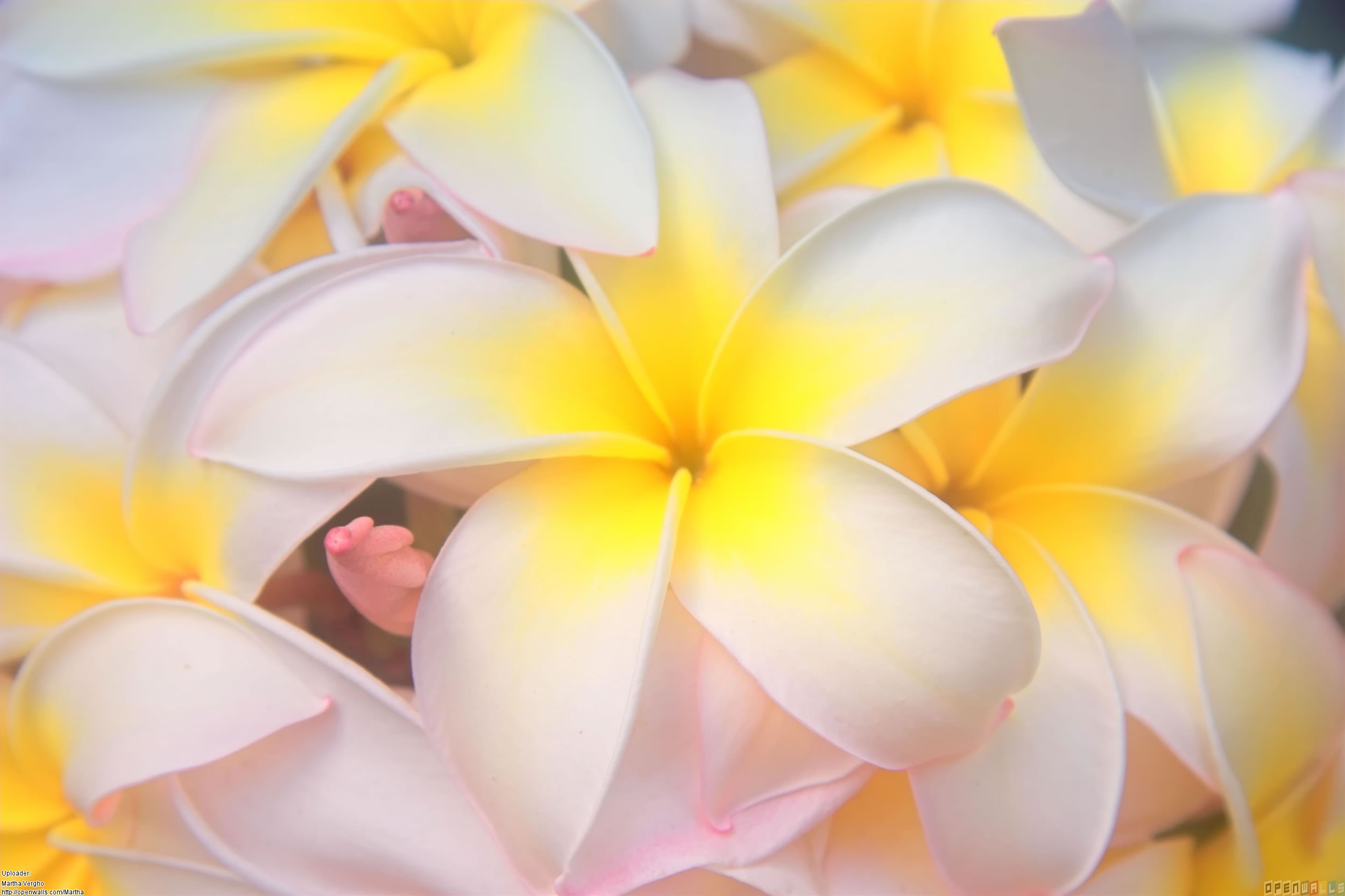 Hawaiian Flower Background For