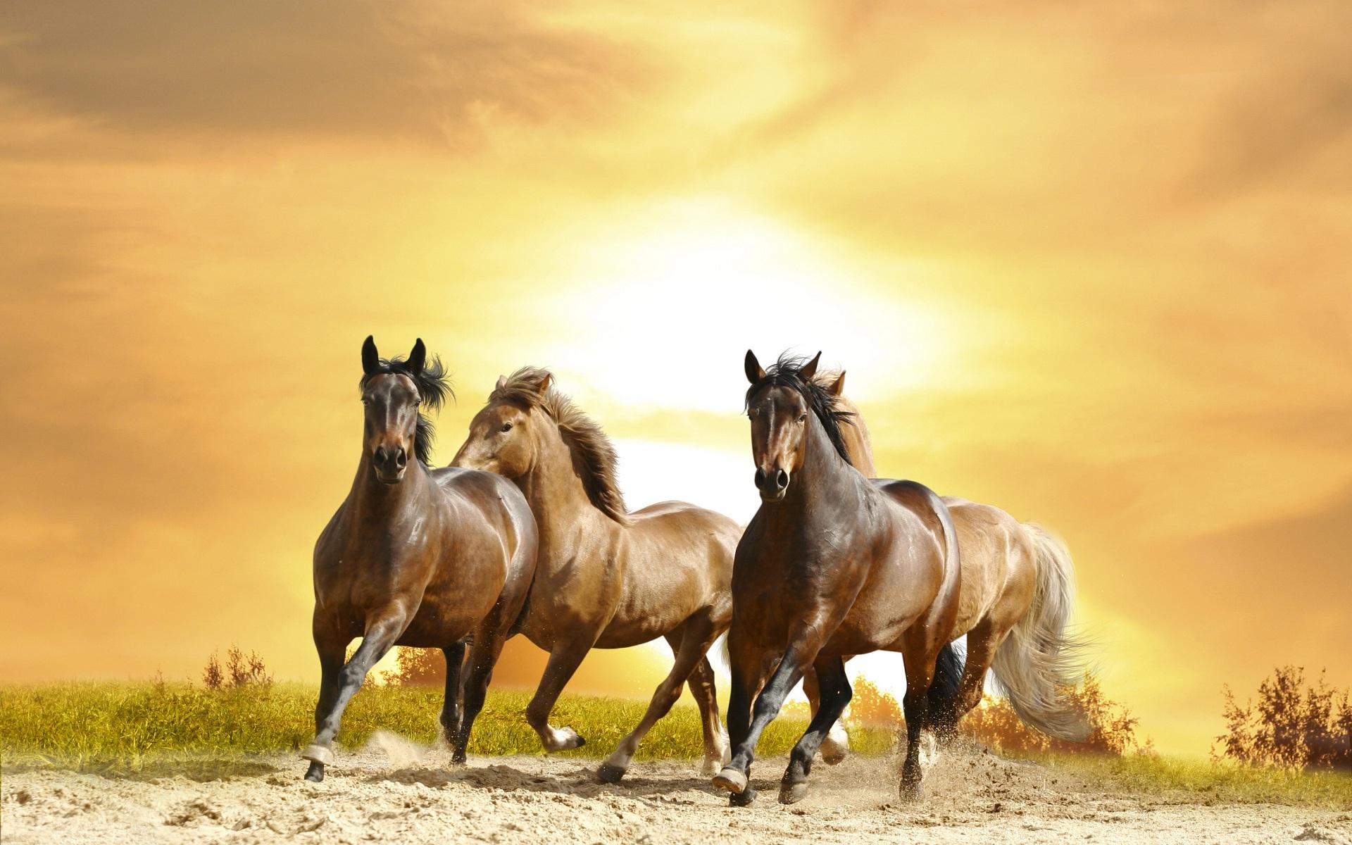 Free download WallFocuscom Galloping Horse HD Wallpaper Search Engine