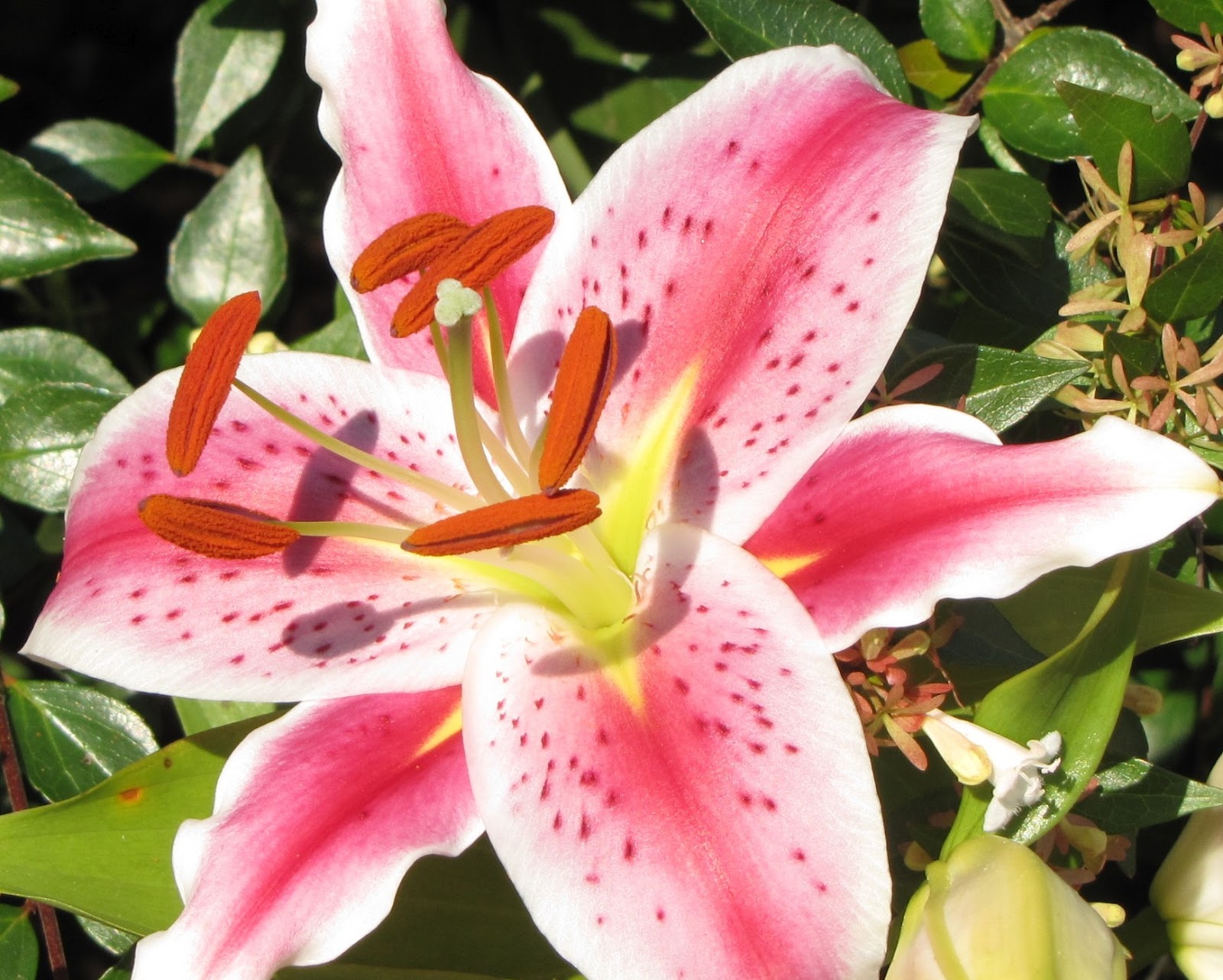 Lily Flower Wallpaper Daily Pics Update HD