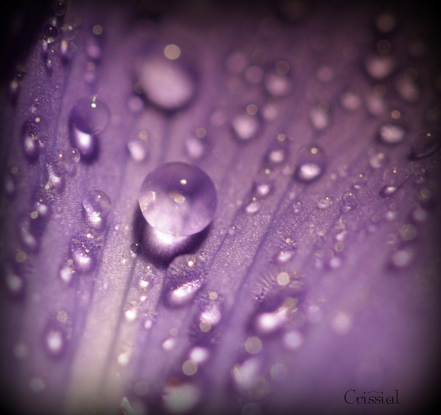 Purple Rain By Crissial