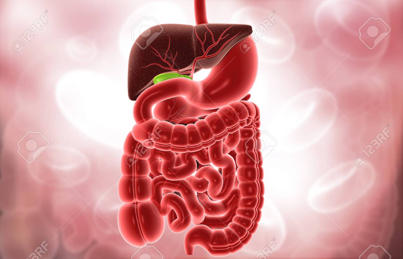 Human Digestive System Science Background 3d Illustration Stock