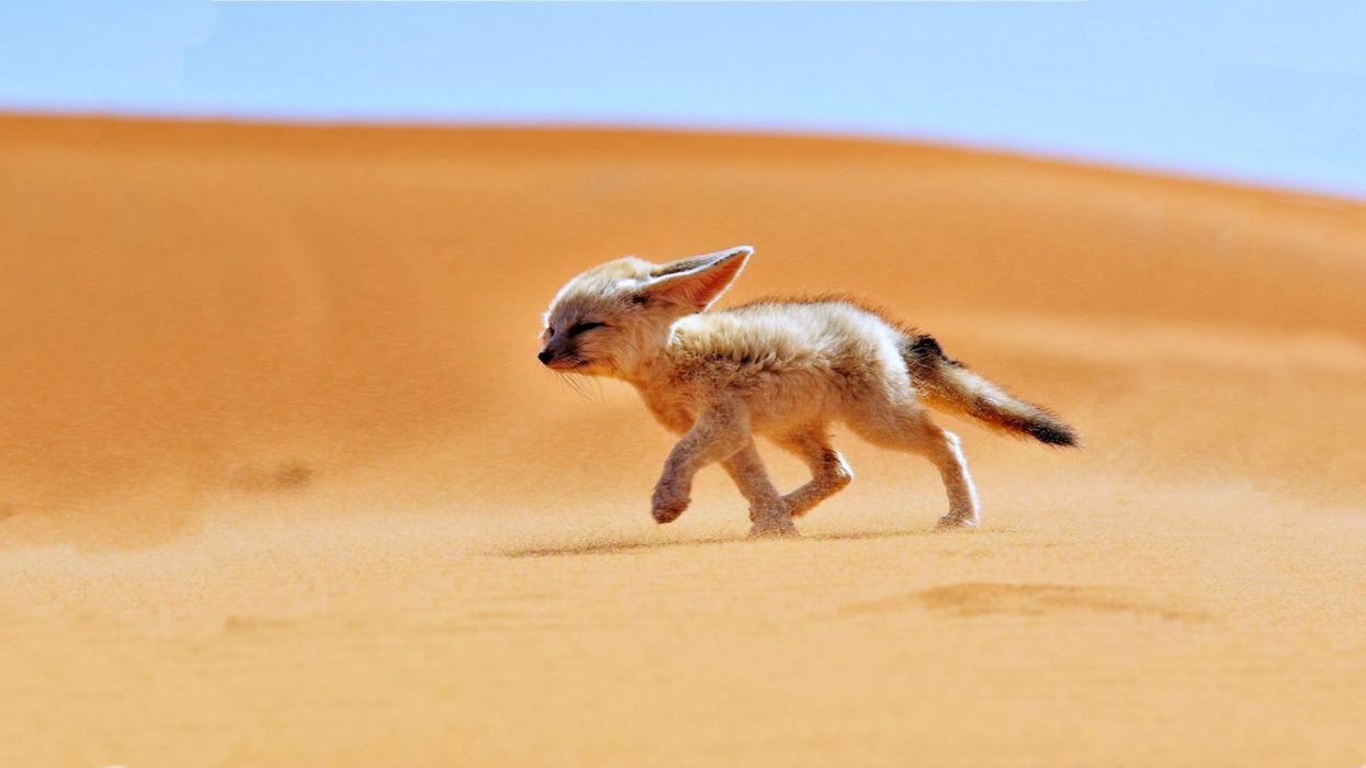 Sand Fox Desert Wind Landscapes Africa Algeria Animals Nature