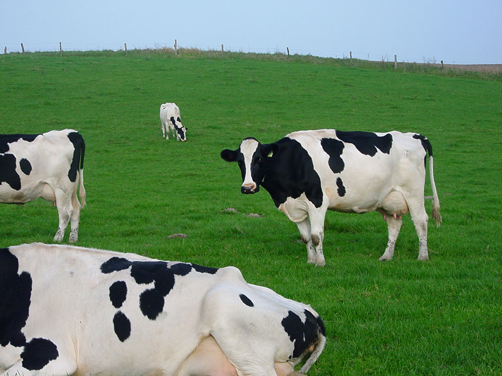Dairy Cow Wallpaper HD In Animals Imageci