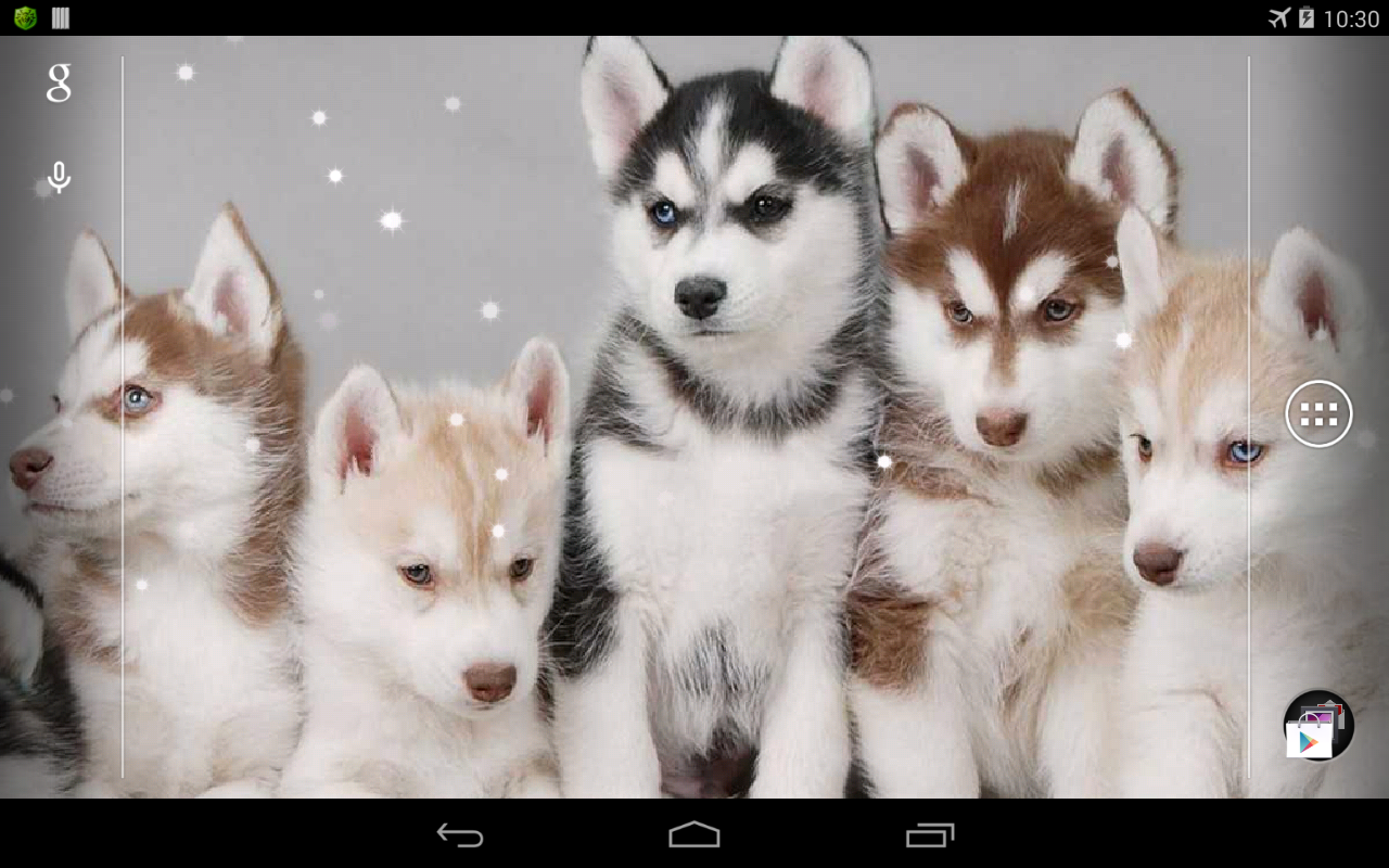 Husky Live Wallpaper Android Apps On Google Play
