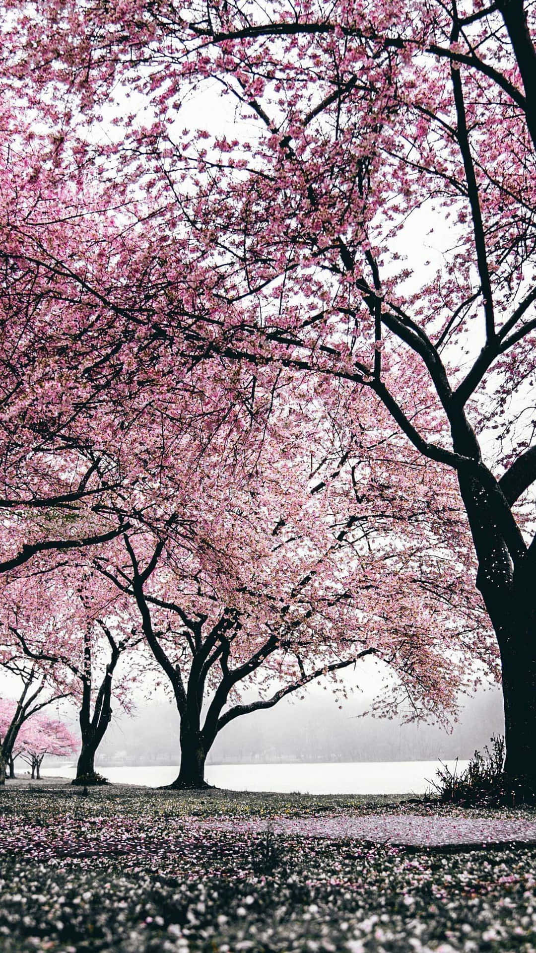 Japanese Pink Wallpaper