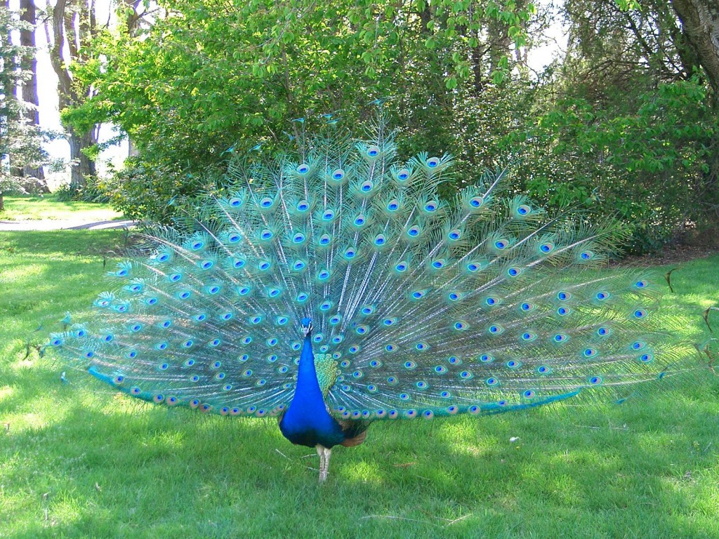 Peacock Blue Wallpaper HD Pictures Image