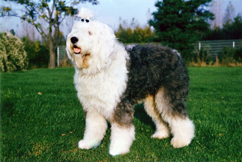 Old English Sheepdog Pictures Wallpapers   Wallpaper 1 of 4