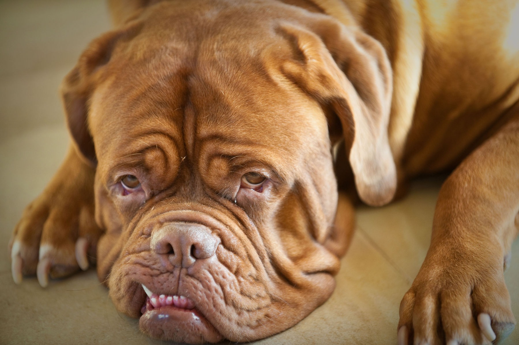 Dogue De Bordeaux Information And Pictures French Mastiff