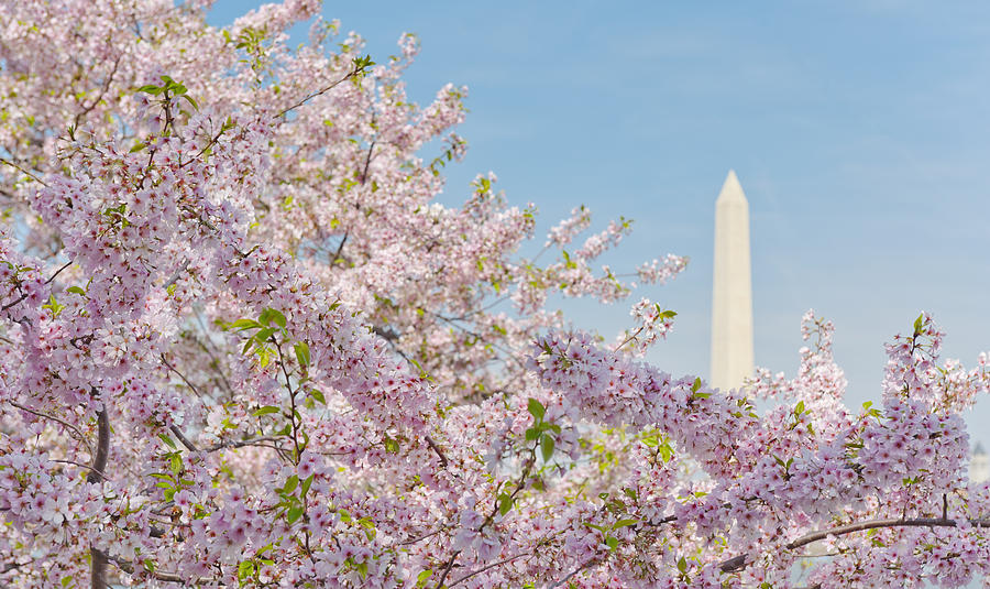 Washington Dc Cherry Blossom With Washington Monument In Background