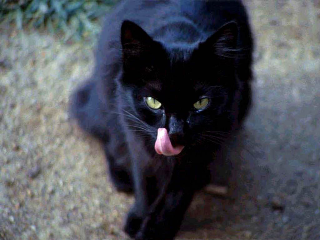 FREE WALLPAPERS Black cat wallpapers download 1024x768