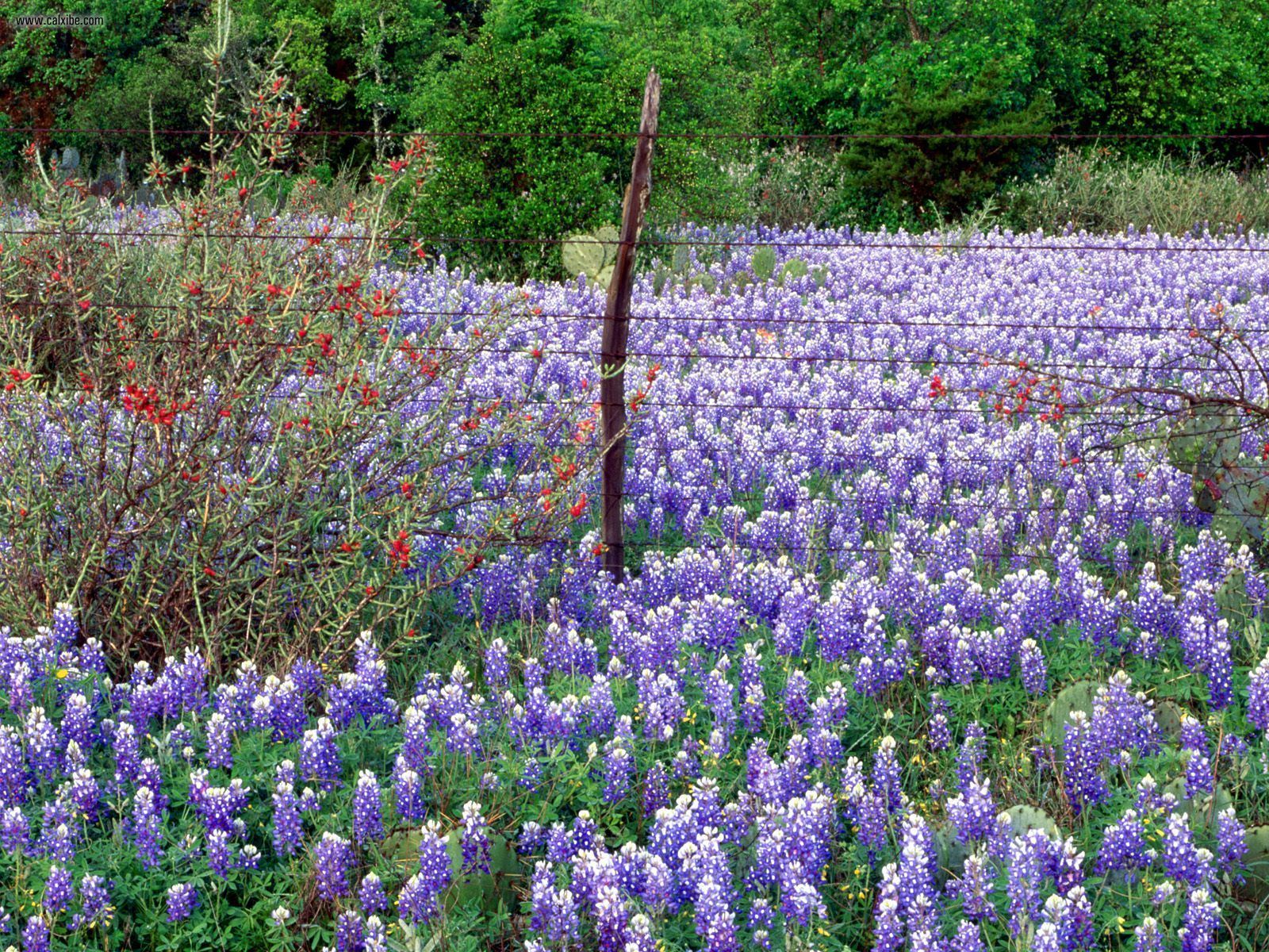 Nature Texas Spring Wildflowers Picture Nr