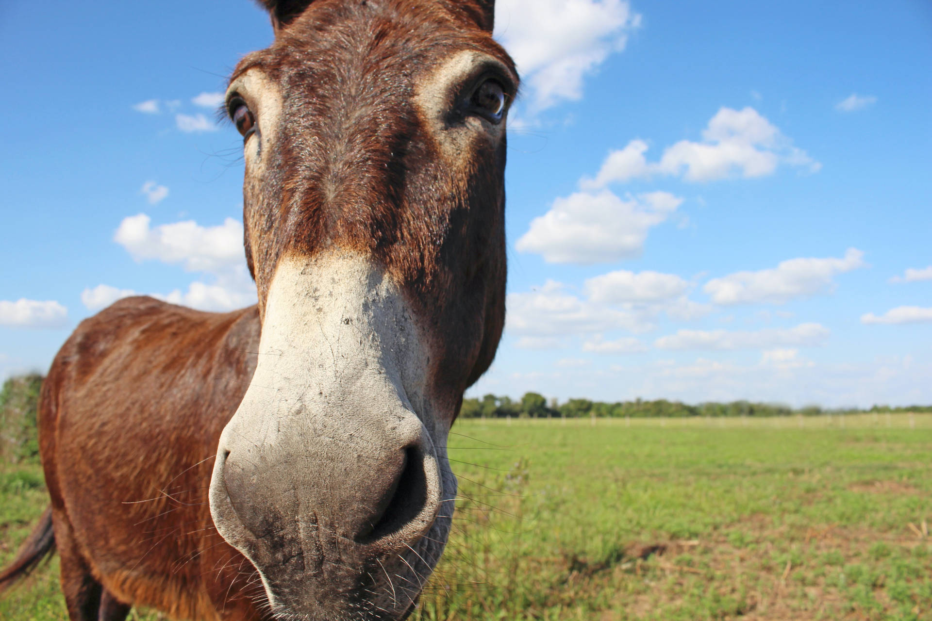Top Horse Face Wallpaper Full HD 4k To Use