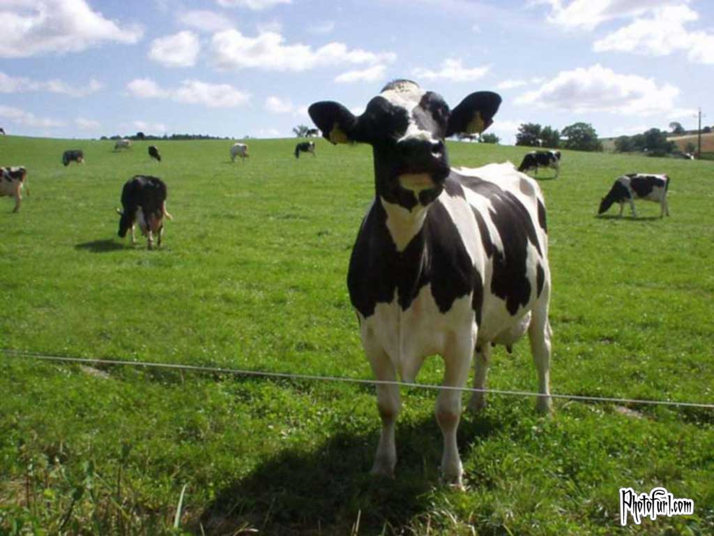 Cute Cow Wallpaper Animals
