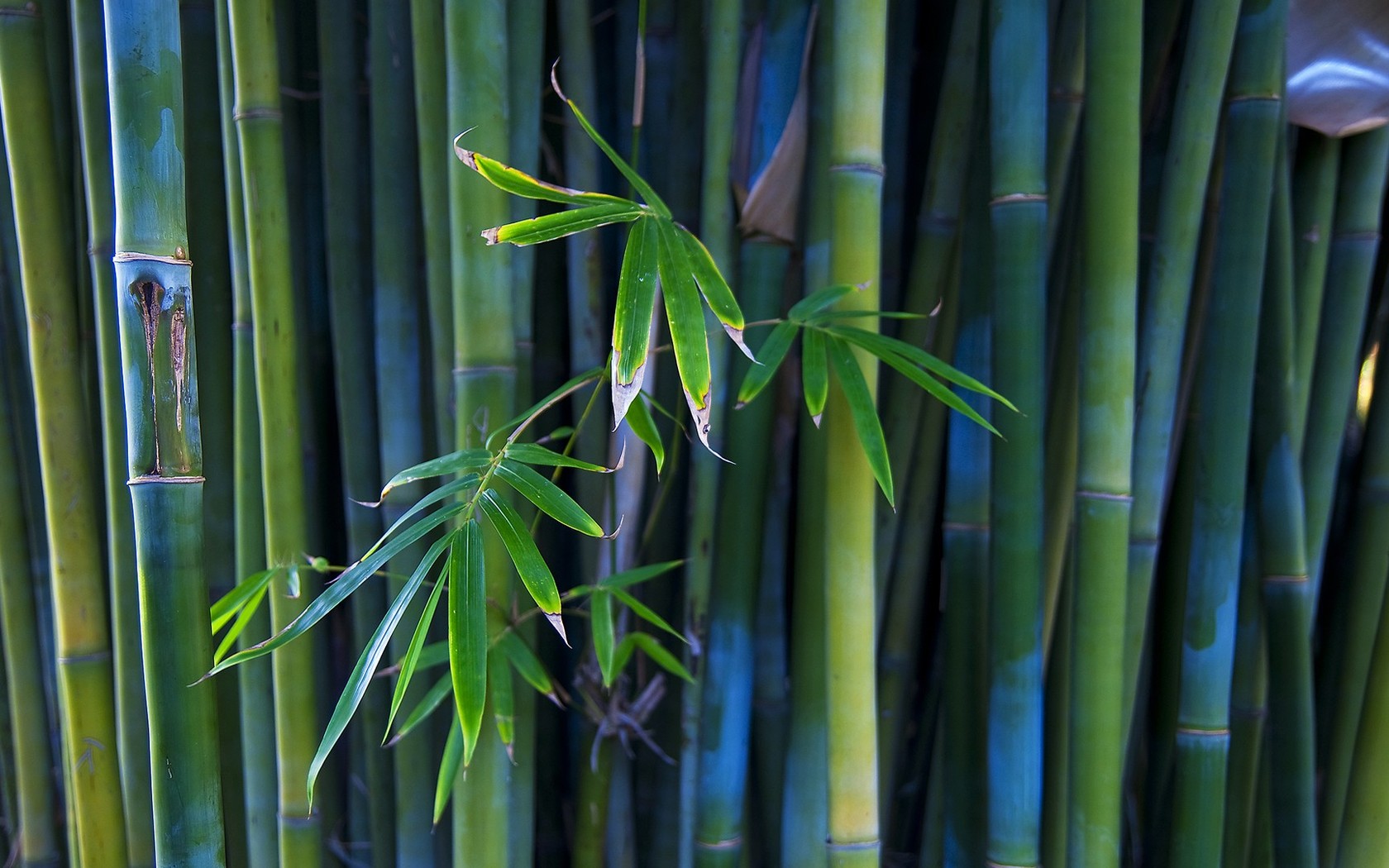 Free download Bamboo wallpaper 8626 [1680x1050] for your Desktop