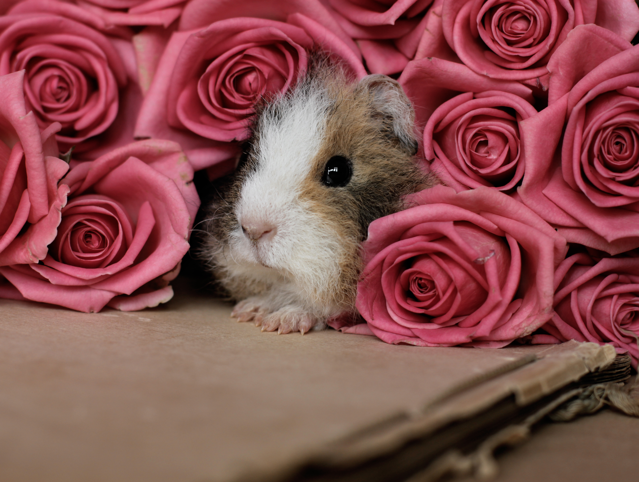 Guinea Pig Rodent Rose Pink Flowers Wallpaper Animals