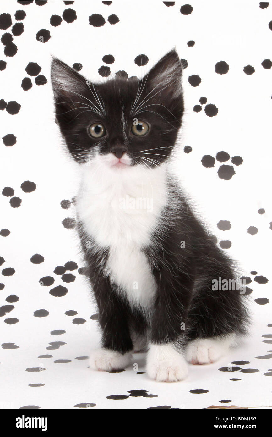 Domestic Cat Tuxedo Kitten Sitting In Front Of Spotted Wallpaper