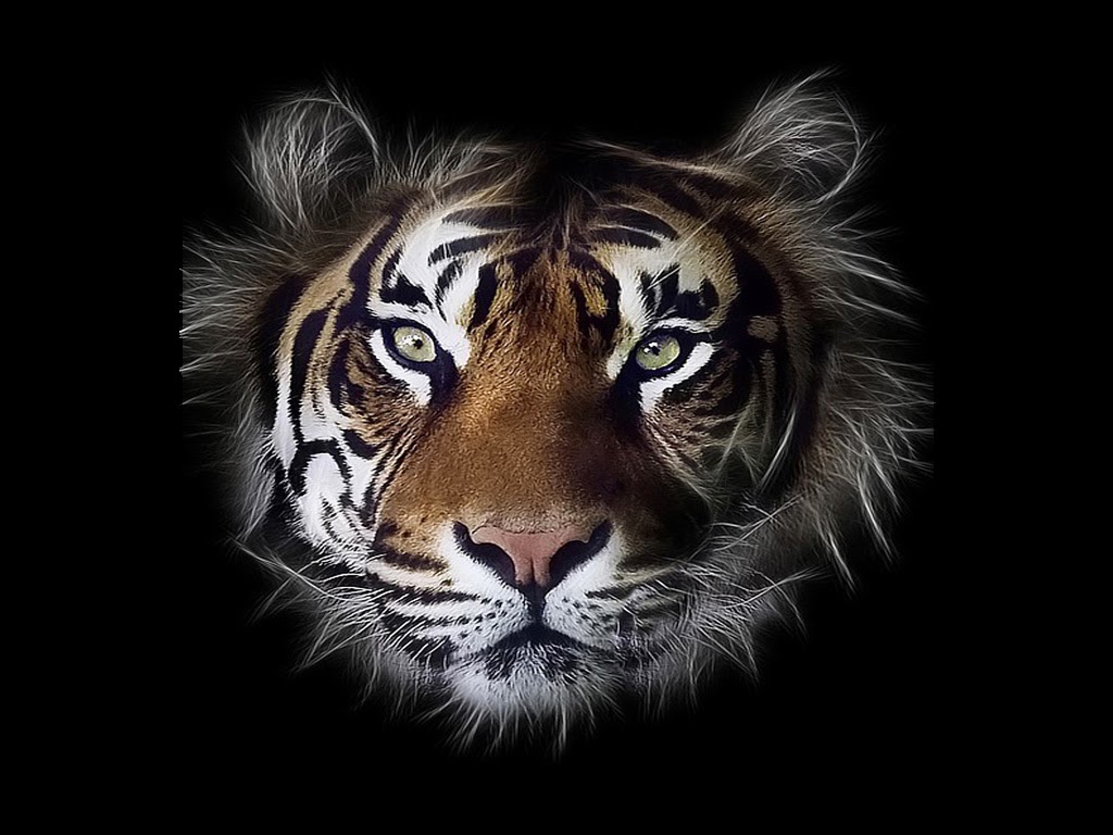 Desktop Photos Tiger Face Wallpaper