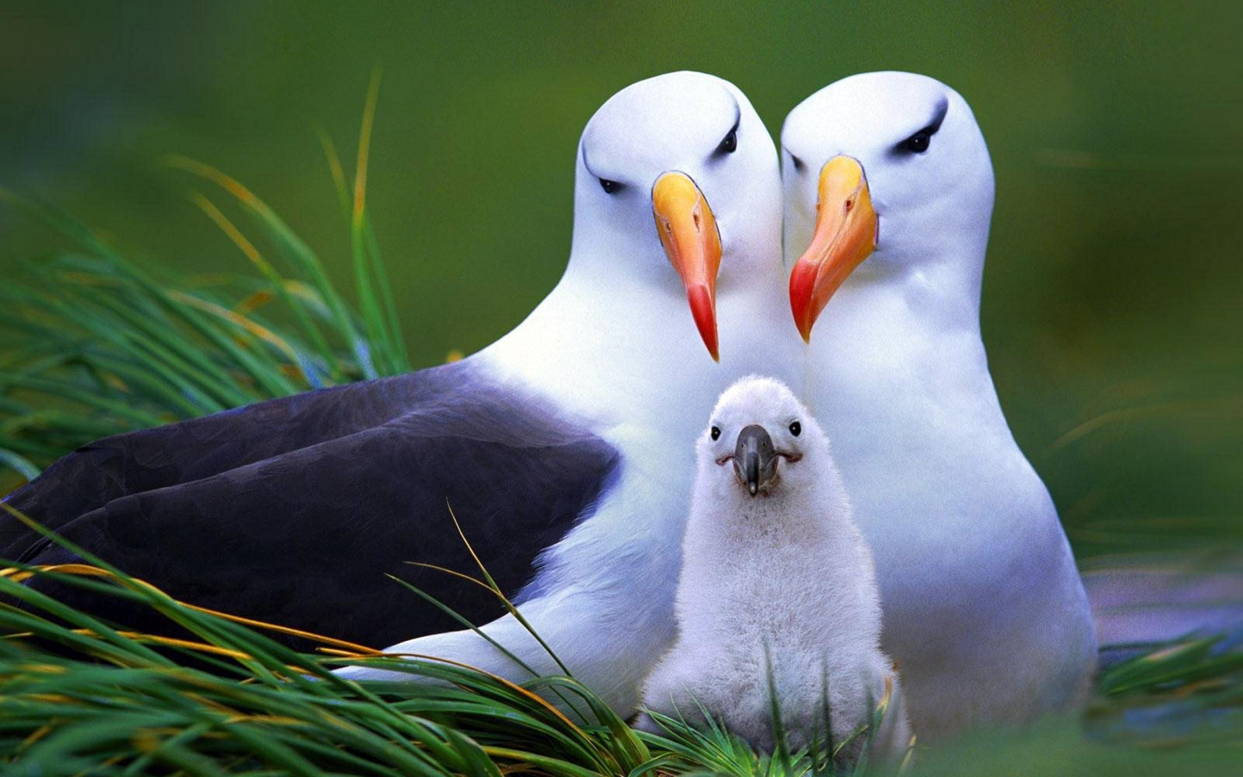 Albatross HD Wallpaper Background Image