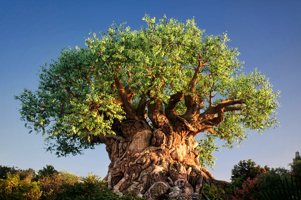 Image Tree Of Life At Disney World