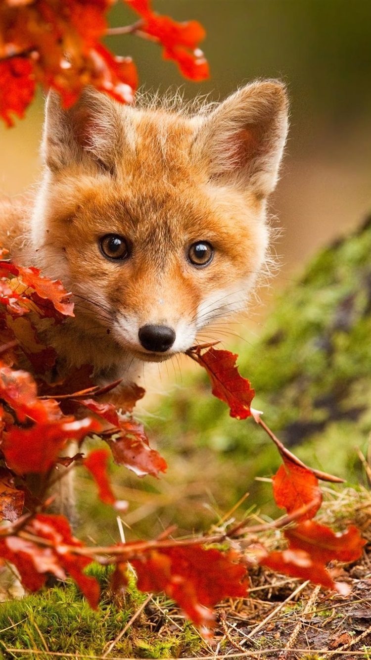 Cute fox in autumn red leaves 750x1334 iPhone 8766S wallpaper