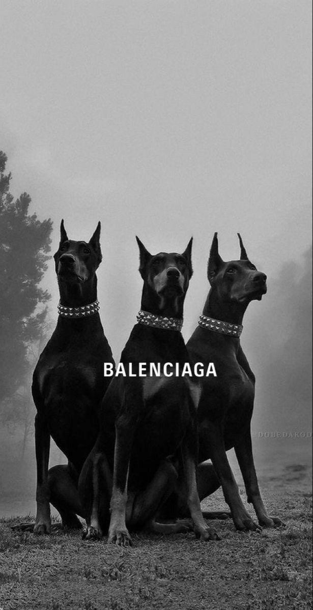 balenciaga Dog wallpaper Balenciaga wallpaper Scary dogs