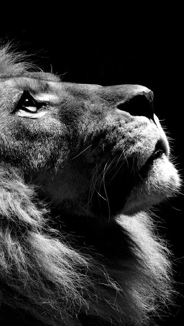 El Se Or Es Mi Pastor Nada Me Faltara Wild Beauty Lion
