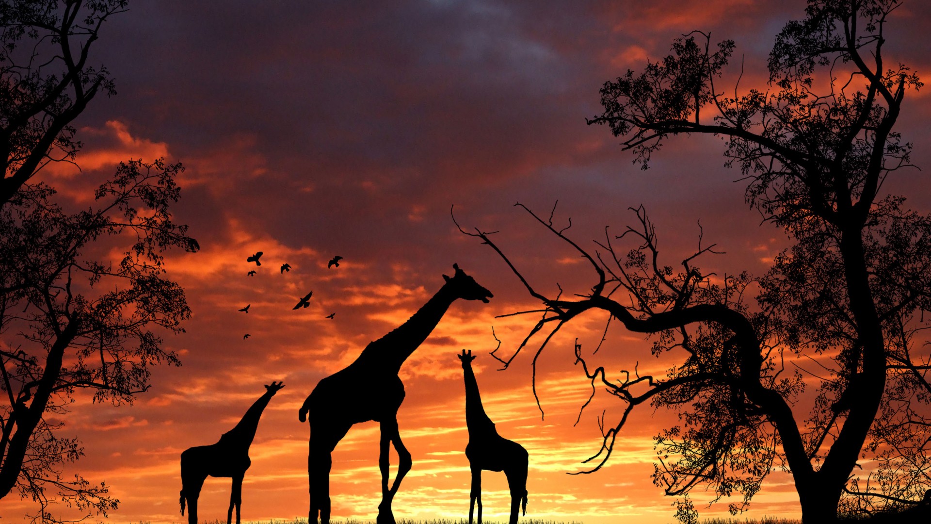 Giraffe Sunset Wallpaper HD