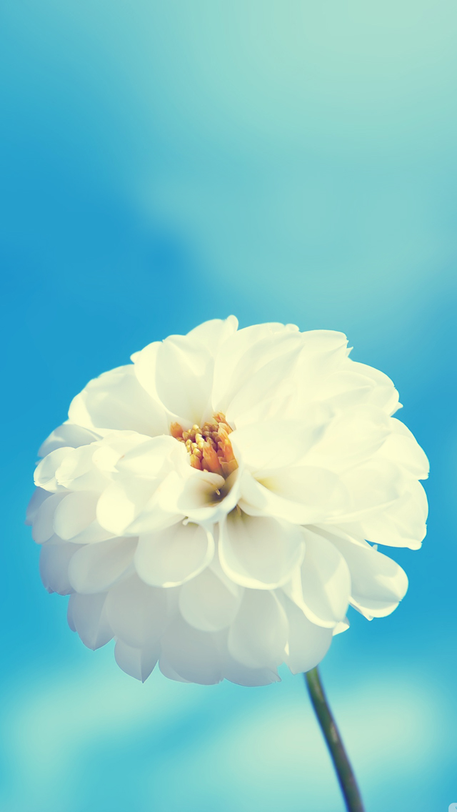 White Flower iPhone 5s Wallpaper iPad