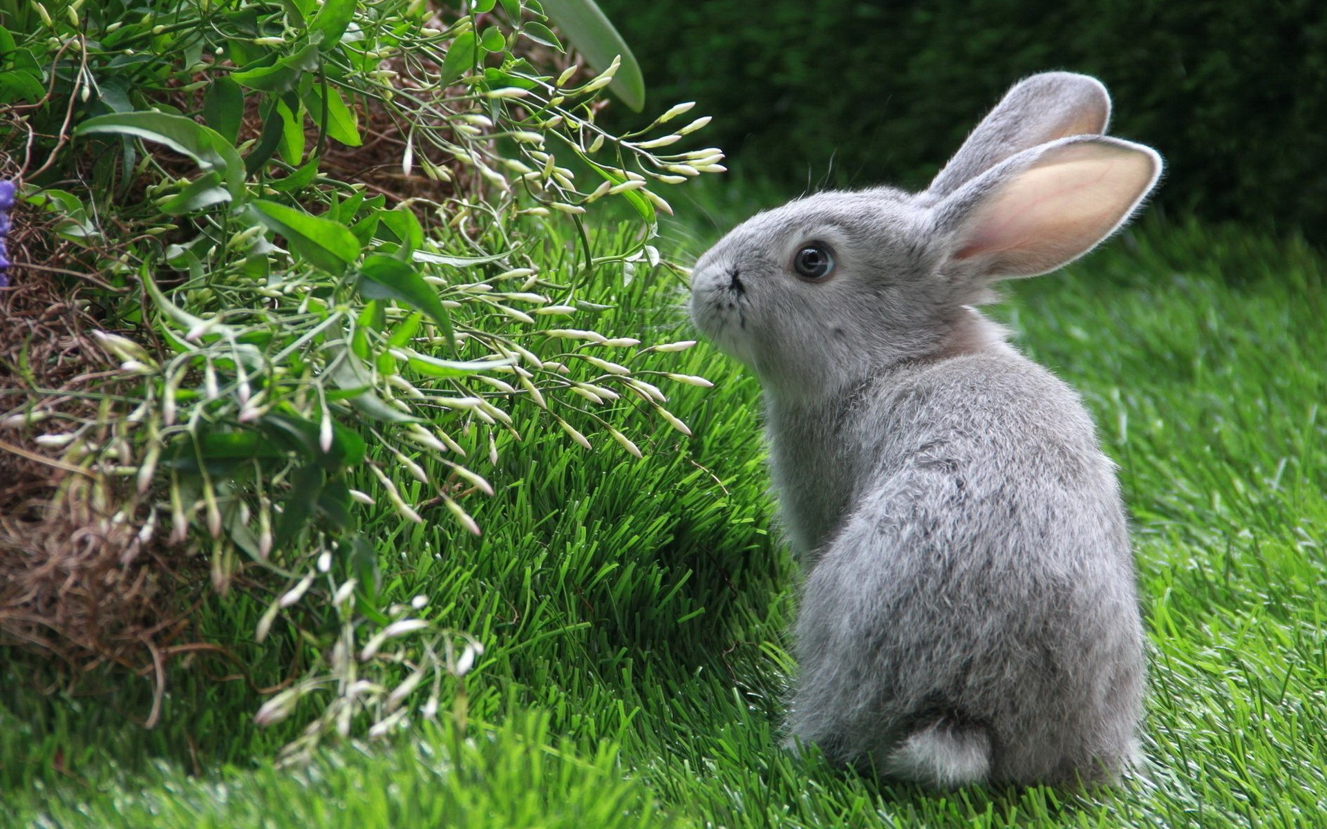 Grey rabbit 1920 x 1200 Animals Photography MIRIADNACOM