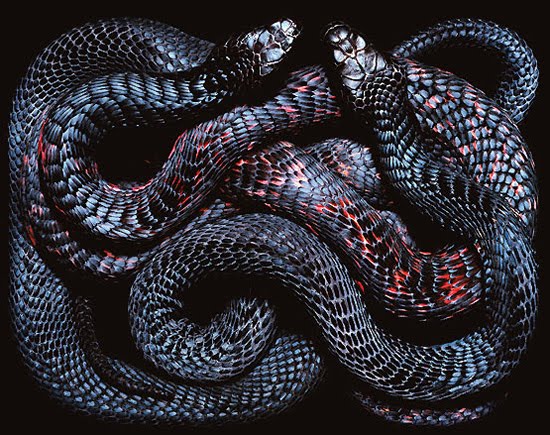Anaconda Snake Wallpaper Hunting Hungry