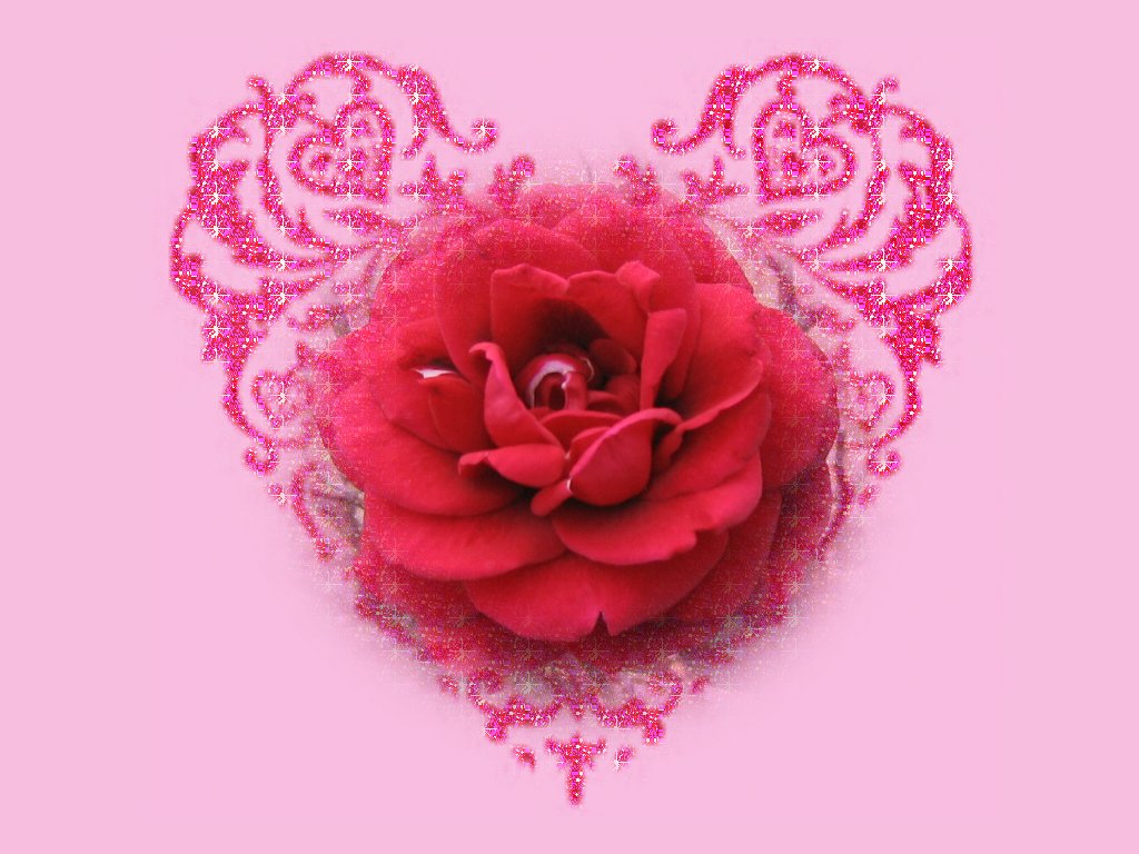 Wallpaper Rose Beauty Red