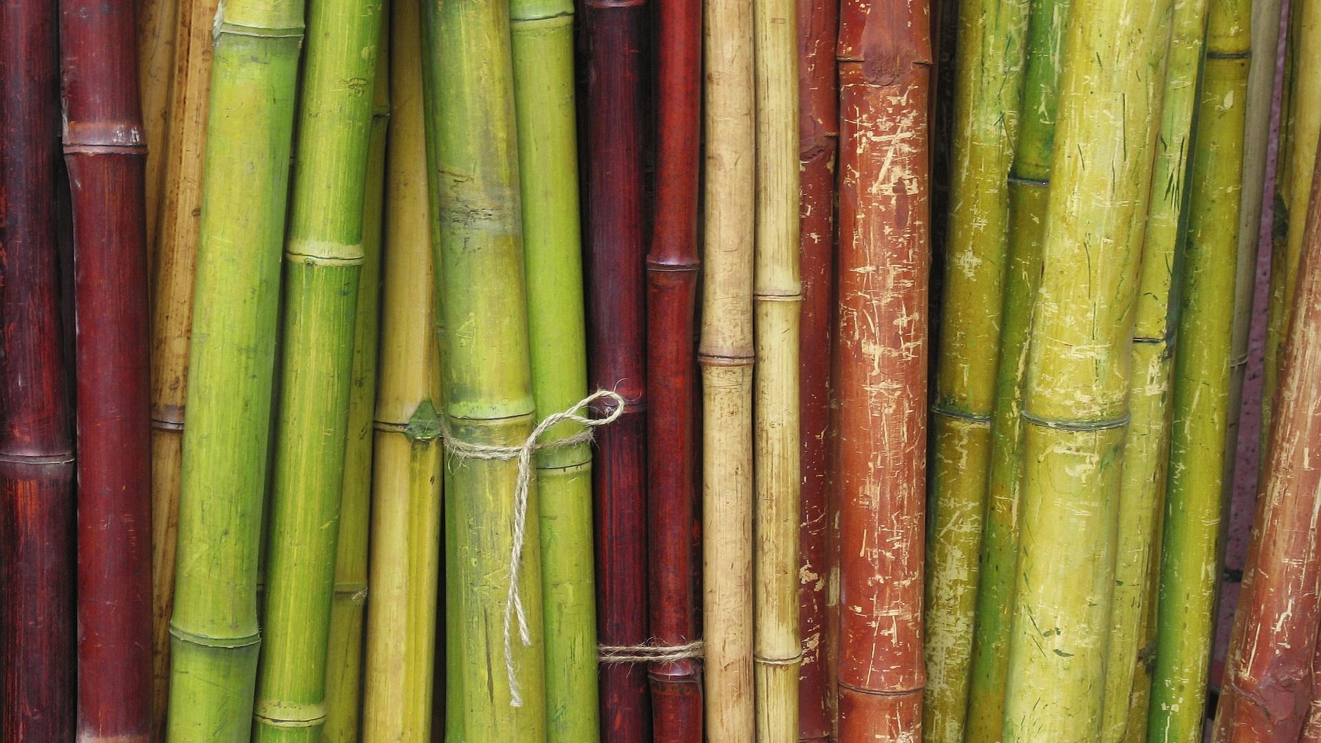 Major Types Of Bamboo Are Running And Clumping