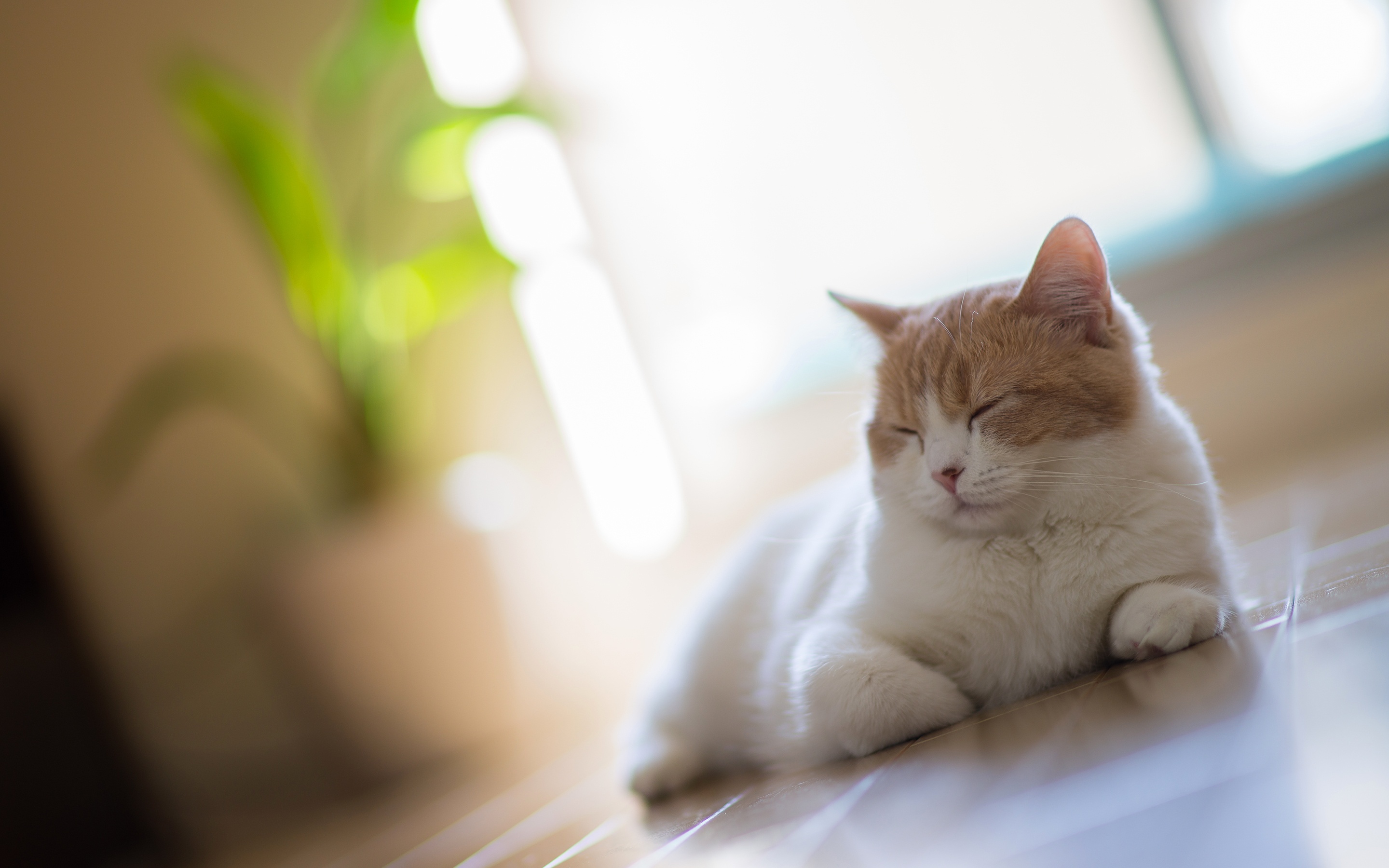 Cat Asleep On The Floor At Home Wallpaper And Image