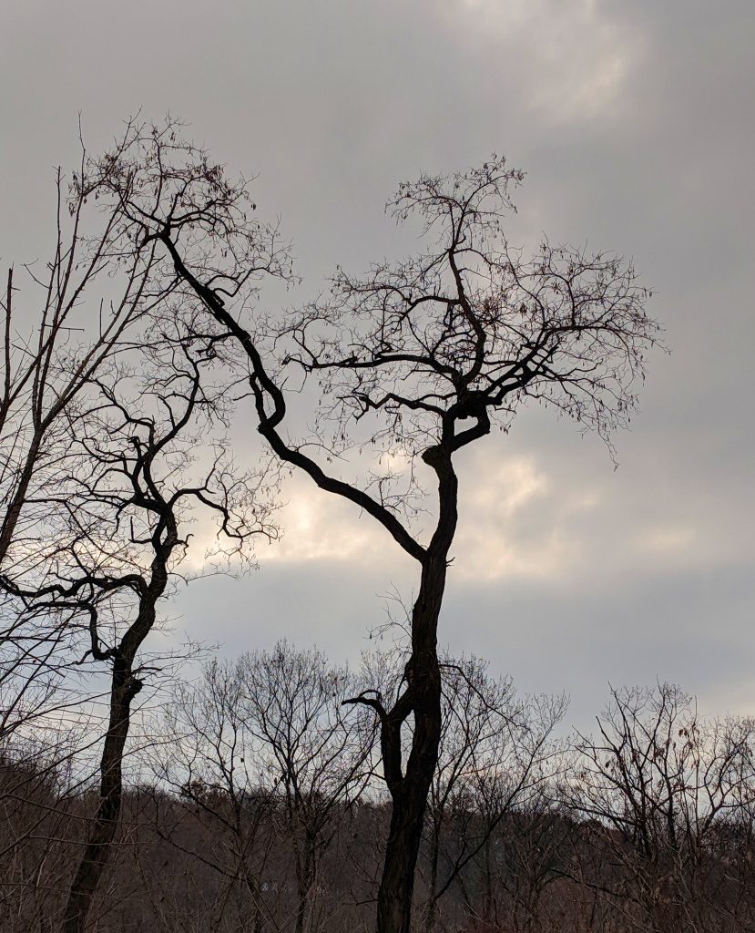 The Shapes Of Trees Wallpaper