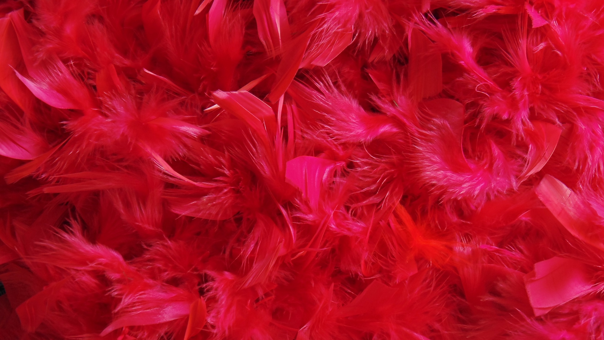 Wallpaper Feathers Down Red Full HD HDtv