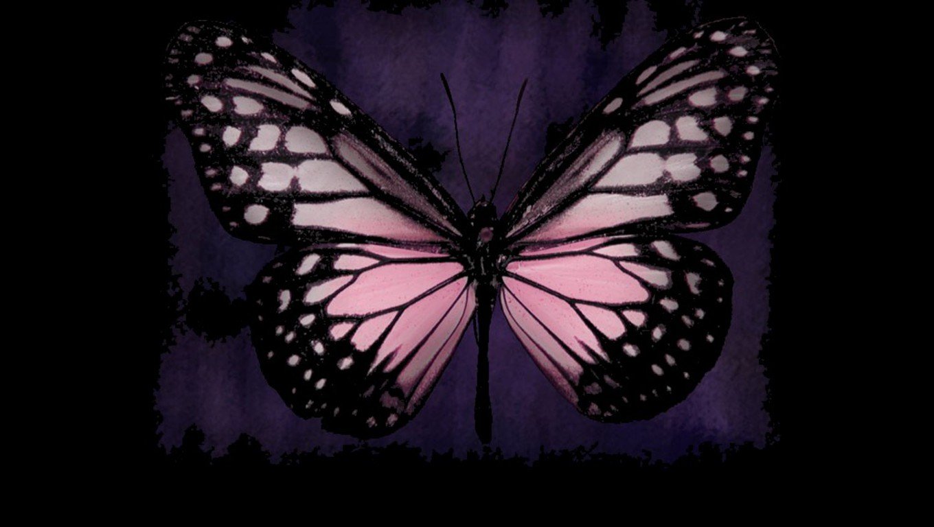 Pink Butterfly Wallpapers wallpaper Pink Butterfly Wallpapers hd