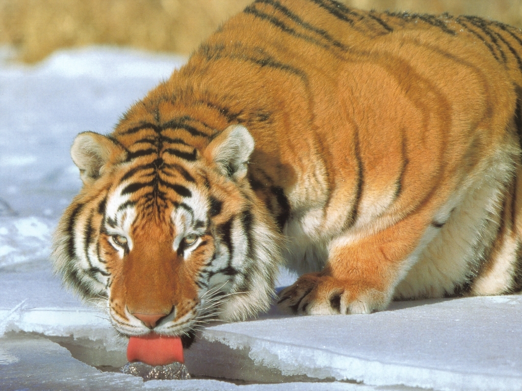Siberian Tigers Wallpaper Tiger Drinking