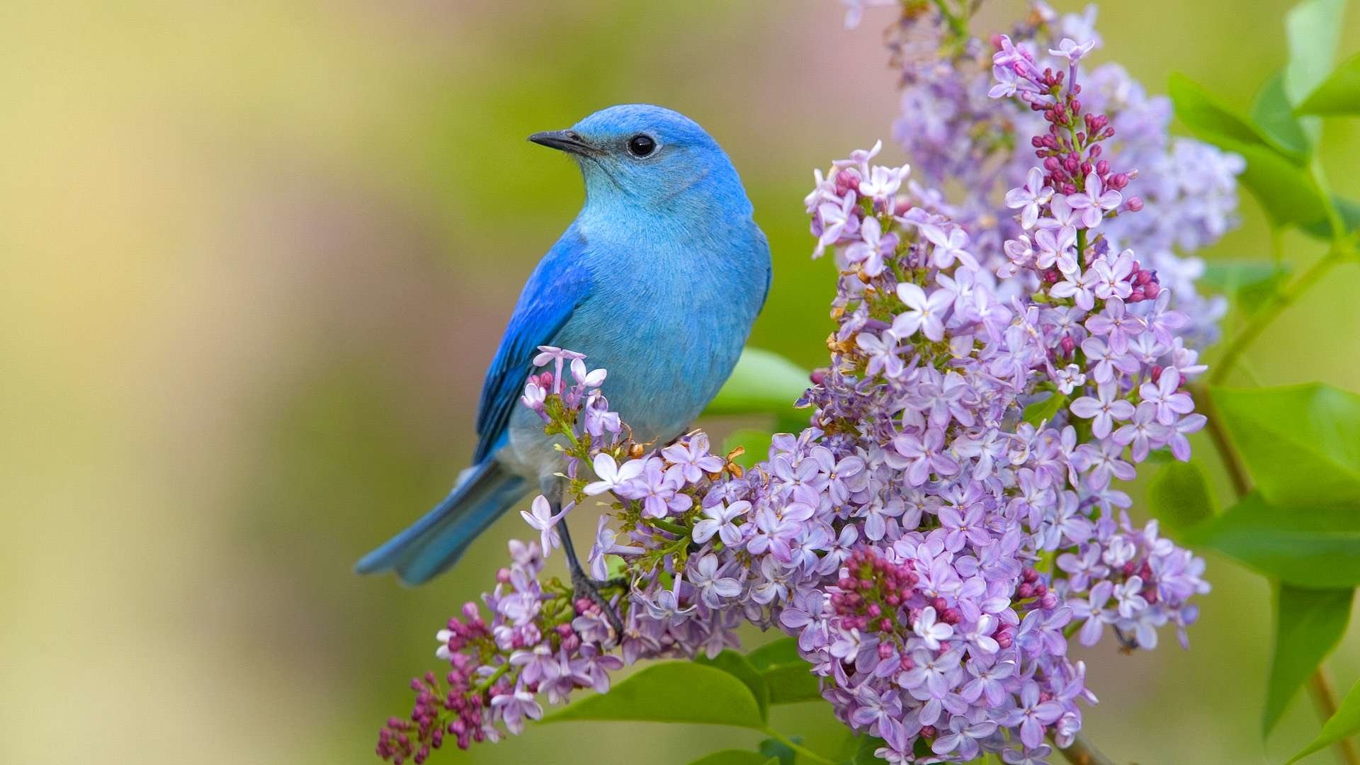 Mountain Bluebird Sialia Currucoides HD Wallpaper Background